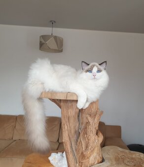 Ragdoll kocourek s PP, adopce. - 8