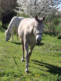 QH - 8