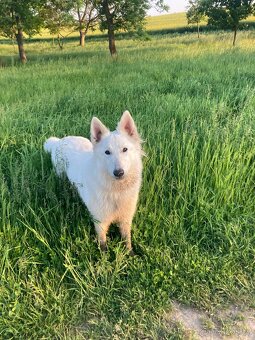 Štěňata Bílý švýcarský ovčák s PP - rezervace - 8