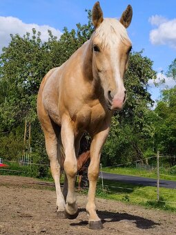 Quarter horse klisnička - 8