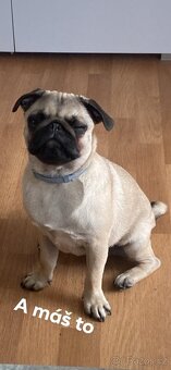 Nabízí se psí gentleman ke krytí – MOPS Teodor hledá lásku ( - 8