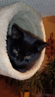 Britská koťata...kocourek - 8