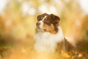 KRYTÍ CHOVNÝM PSEM - AUSTRALSKÝ OVČÁK S PP - 8