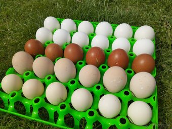 Appenzelsky chocholaci, hedvabnicka, Faverolky, Araucana - 8
