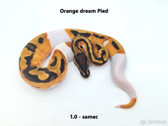Krajta královská (Python regius) - mláďata - 8