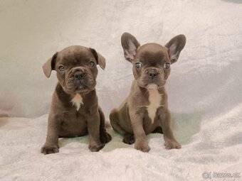 Francouzský buldoček, šteniatka Blue, Faun, Black Tan - 8
