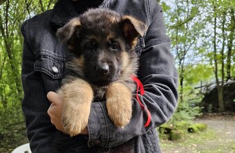 Německý ovčák - štěňata k prodeji s PP - 8