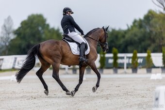 Oldenburská klisna - 8