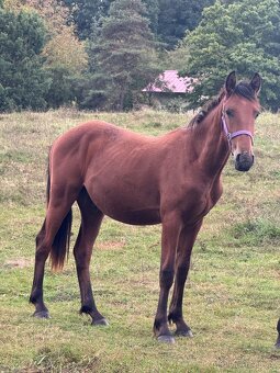 Hodný mohutný hřebeček - 8