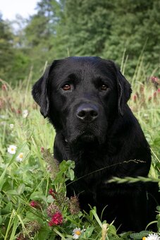 Labradorský retriever - štěně s PP - 8