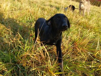 ŠTĚŇÁTKO, ŠTĚŇÁTKA, ŠTĚŇATA, ŠTĚŇE K ODBĚRU - 8