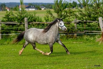 5-letá welsh mountain pony klisna - 8