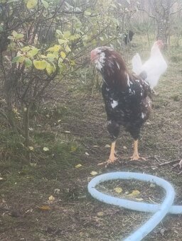Prodám kohouta Orlovky - 8