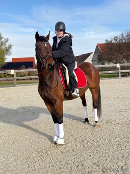 Klisna Welsh Cob 6 let - 8