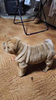 Prodám štěňata shar-pei bez pp - 8