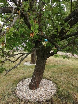 Pronájem zahrady - 8