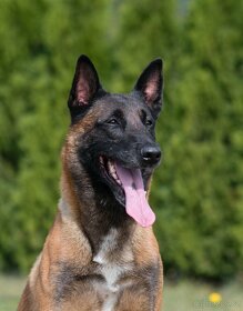 2 chovní psi belgický ovčák malinois ke krytí - 8