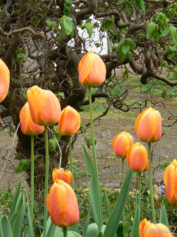 Cibulky tulipánů - směs barev - - viz text a foto - 8