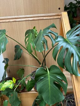 Monstera pokojovky - 8
