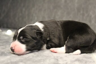 Štěňátka border kolie s PP - 8