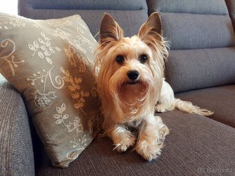 Jorkšírský teriér, Biewer yorkšírský teriér připuštění,krytí - 8