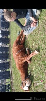 TOP Quarter horse - 8
