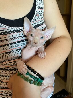 SPHYNX koťátko bez PP - 8