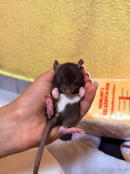 Potkan dumbo - 8