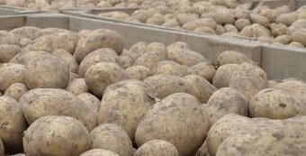 POLABSKÉ ČESKÉ BRAMBORY na USKLADNĚNÍ 8 kč / kg - 8