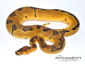 KRAJTA KRÁLOVSKÁ - Python regius - 8