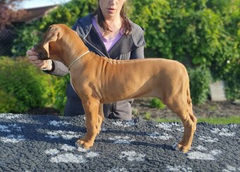 Rhodesian ridgeback s PP- Maisha Mazuri - 8