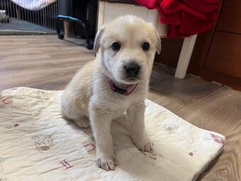 Štěňátka z mixu BOxLabrador s NOxHusky - 8