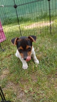 Jack Russell teriér štěňata - 8