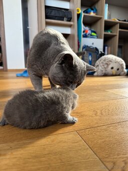 Britská koťatka - 8