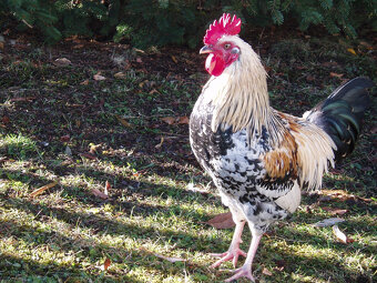 Prodám kohouta, kohoutky do chovu - 8