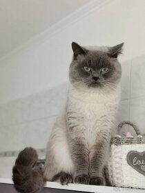 Krytí britský colorpoint blue-Praha západ - 8