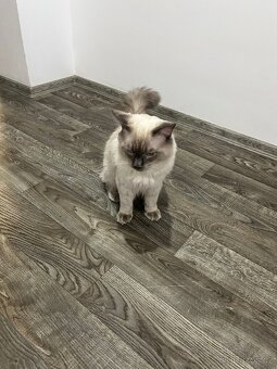 Ragdoll Kocour bez PP - 8