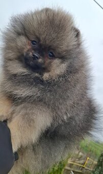Pomeranian s PP FCI - 8