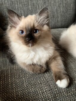 ❤️❤️Krásná koťátka Ragdoll s PP - 8