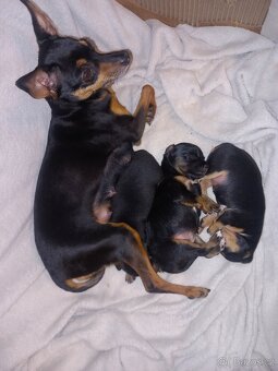 Pražský krysařík - 8