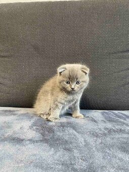 Britská kotjatka - 8