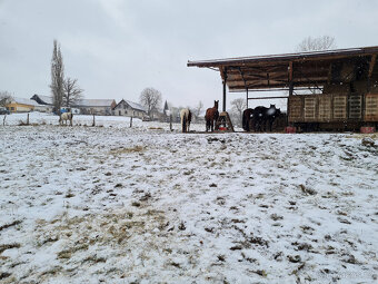 Pastevní ustájení Kácov pro valacha / hřebečka, 49.km D1 - 8