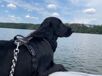 Flat Coated Retriever - štěňata bez PP - 8