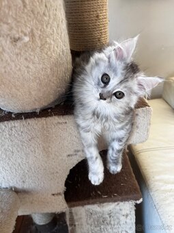 kotatko maine coon s PP/Frost - 8