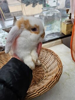 Zakrslý králík - 8