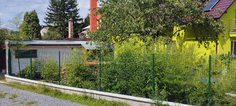 Obří mrazuvzdorný bambus phyllostachys, Vsetín - 8