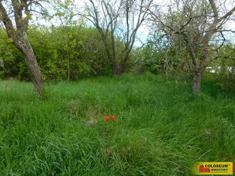 Znojmo, zahrada 609 m2, elektřina, voda, ovocné stromy - zah - 8