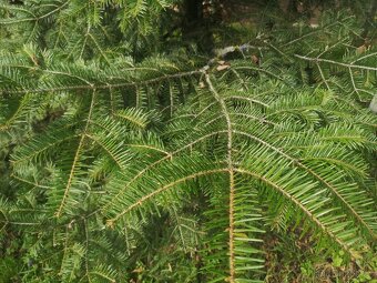 Prodám chvojí z jedle bělokoré - 8