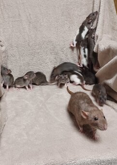 mláďata potkana Dumbo - 8