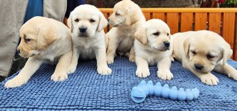 Nabídka štěňat labradorského retrievera - 8